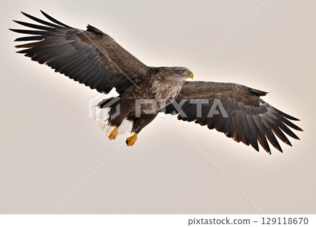 A white-tailed eagle flying early in the morning in Rausu, Hokkaido A white-tailed eagle flying early in the morning in Rausu, Hokkaido 129118670