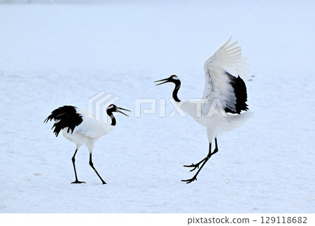 北海道鶴居村的一對丹頂鶴正在表演求偶舞 129118682