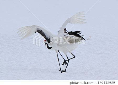 北海道鶴居村的一對丹頂鶴正在表演求偶舞 129118686