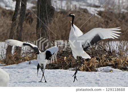 A pair of red-crowned cranes performing a courtship dance in Tsurui Village, Hokkaido A pair of red-crowned cranes performing a courtship dance in Tsurui Village, Hokkaido 129118688
