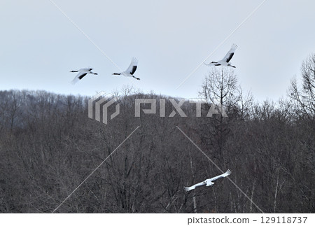 A flock of red-crowned cranes flying over Tsurui Village, Hokkaido A flock of red-crowned cranes flying over Tsurui Village, Hokkaido 129118737
