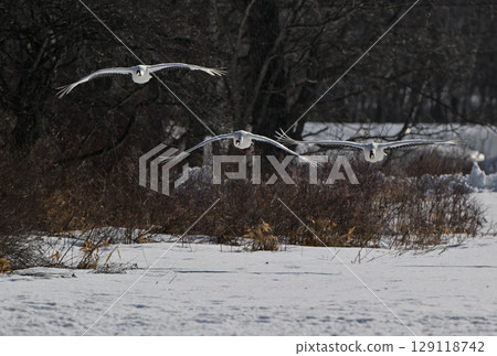 一群丹頂鶴飛過北海道鶴居村 129118742