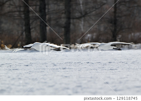 一群丹頂鶴飛過北海道鶴居村 129118745