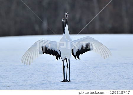 北海道鶴居村一對即將交配的丹頂鶴 129118747
