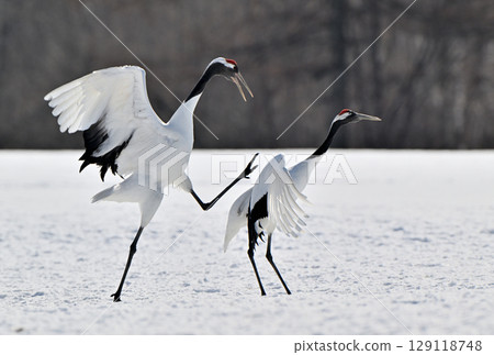 北海道鶴居村一對即將交配的丹頂鶴 129118748