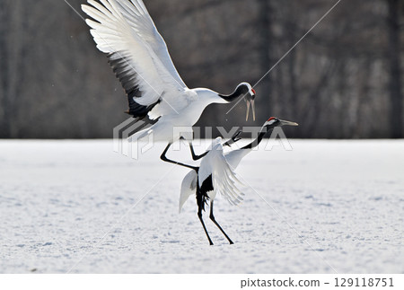 北海道鶴居村一對即將交配的丹頂鶴 129118751