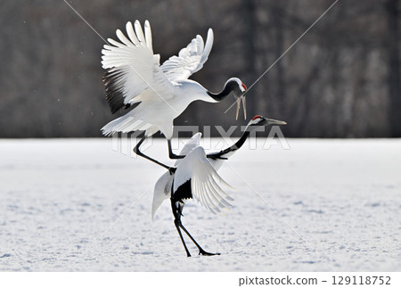 北海道鶴居村一對即將交配的丹頂鶴 129118752