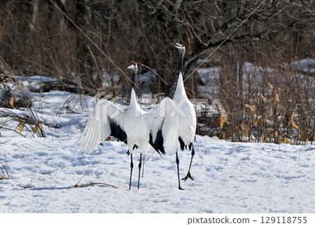 A pair of red-crowned cranes about to mate in Tsurui Village, Hokkaido A pair of red-crowned cranes about to mate in Tsurui Village, Hokkaido 129118755