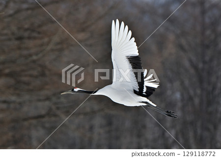 丹頂鶴在北海道鶴居村的覓食地上飛翔 129118772