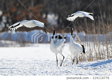 A pair of red-crowned cranes exchanging calls at a feeding site in Tsurui Village, Hokkaido 129118776
