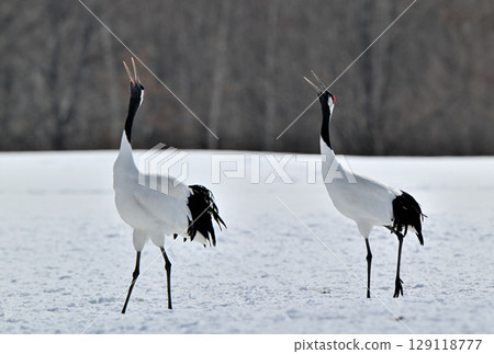 A pair of red-crowned cranes exchanging calls at a feeding site in Tsurui Village, Hokkaido 129118777