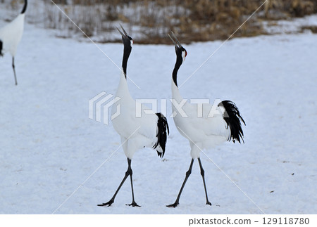 A pair of red-crowned cranes exchanging calls at a feeding site in Tsurui Village, Hokkaido A pair of red-crowned cranes exchanging calls at a feeding site in Tsurui Village, Hokkaido 129118780