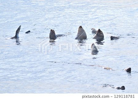 一隻海獅在北海道羅臼海岸游泳 一隻海獅在北海道羅臼海岸游泳 129118781