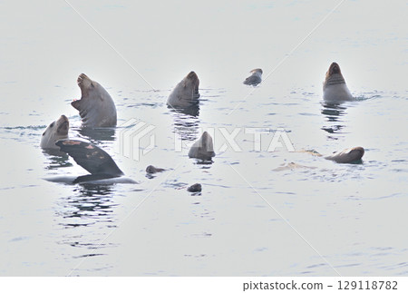 一隻海獅在北海道羅臼海岸游泳 一隻海獅在北海道羅臼海岸游泳 129118782
