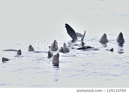 A sea lion swimming off the coast of Rausu, Hokkaido 129118784