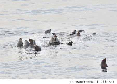 一隻海獅在北海道羅臼海岸游泳 一隻海獅在北海道羅臼海岸游泳 129118785