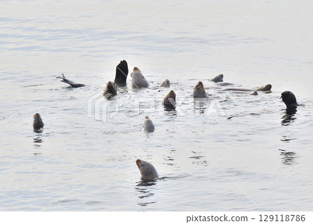 A sea lion swimming off the coast of Rausu, Hokkaido 129118786