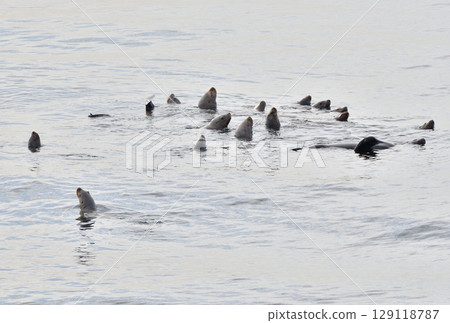 一隻海獅在北海道羅臼海岸游泳 一隻海獅在北海道羅臼海岸游泳 129118787