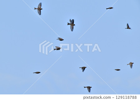 A flock of robins flying over the beach in the Nemuro Strait, Hokkaido 129118788