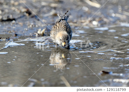 A flock of bush finches drinking meltwater on the beach of the Nemuro Strait in Hokkaido 129118799