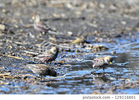 A flock of bush finches drinking meltwater on the beach of the Nemuro Strait in Hokkaido A flock of bush finches drinking meltwater on the beach of the Nemuro Strait in Hokkaido 129118801