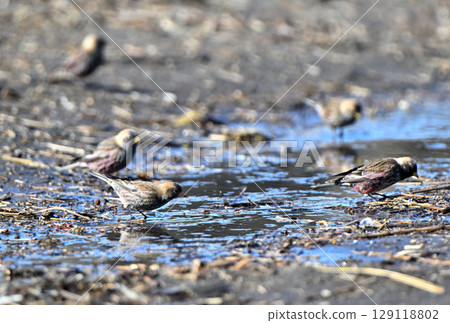 A flock of bush finches drinking meltwater on the beach of the Nemuro Strait in Hokkaido 129118802