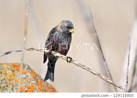 A Japanese bush warbler resting on dead grass on the beach of the Nemuro Strait in Hokkaido A Japanese bush warbler resting on dead grass on the beach of the Nemuro Strait in Hokkaido 129118805