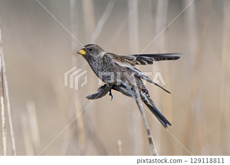 A Japanese bush warbler resting on dead grass on the beach of the Nemuro Strait in Hokkaido A Japanese bush warbler resting on dead grass on the beach of the Nemuro Strait in Hokkaido 129118811