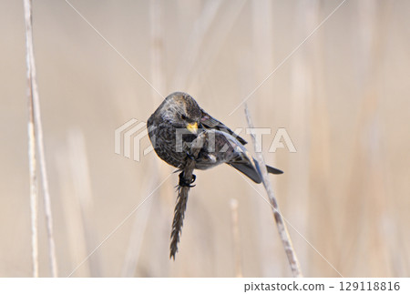 A Japanese bush warbler resting on dead grass on the beach of the Nemuro Strait in Hokkaido A Japanese bush warbler resting on dead grass on the beach of the Nemuro Strait in Hokkaido 129118816