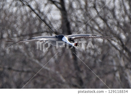 White-naped cranes fly to a feeding ground in Tsurui Village, Hokkaido White-naped cranes fly to a feeding ground in Tsurui Village, Hokkaido 129118834