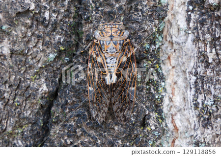 Nainiismy which stops on a tree 129118856