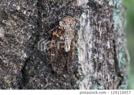 Nainiismy which stops on a tree 129118857