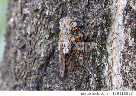 Nainiismy which stops on a tree 129118858