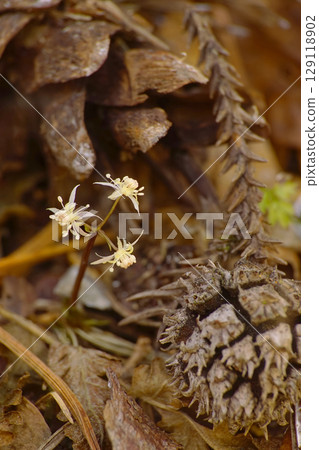 Coserbaouren 129118902