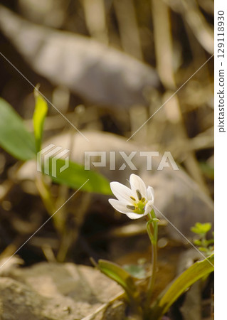 Hirohanoamana 129118930