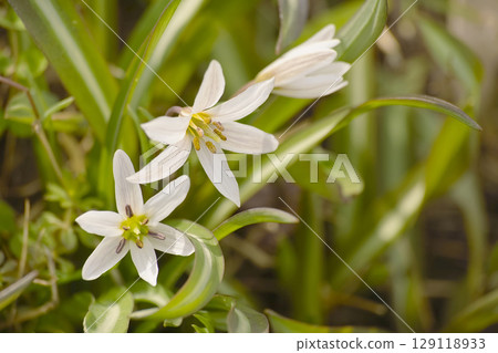 Hirohanoamana Hirohanoamana 129118933