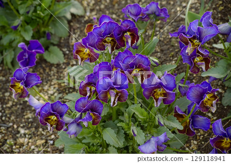 Pansy 129118941