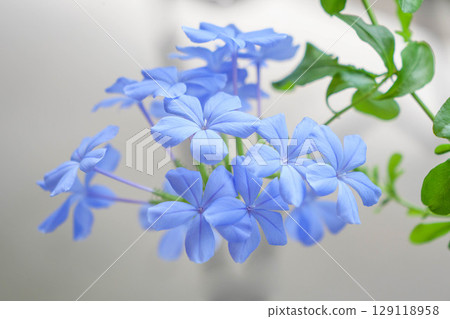 Balcony gardening with blue-and-white flowers. Enjoy the refreshing blue and white flowers repeatedly from May to October. Balcony gardening with blue-and-white flowers. Enjoy the refreshing blue and white flowers repeatedly from May to October. 129118958