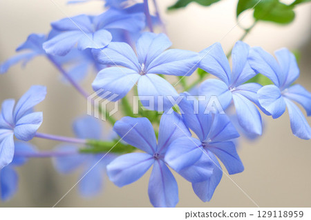 Balcony gardening with blue-and-white flowers. Enjoy the refreshing blue and white flowers repeatedly from May to October. Balcony gardening with blue-and-white flowers. Enjoy the refreshing blue and white flowers repeatedly from May to October. 129118959