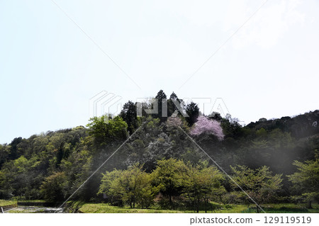 鄉村山坡上盛開的野櫻花 129119519