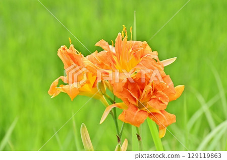 Orange, double-flowered daylily flowers 129119863