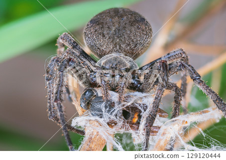 圓蛛捕食泥蜂 圓蛛捕食泥蜂 129120444