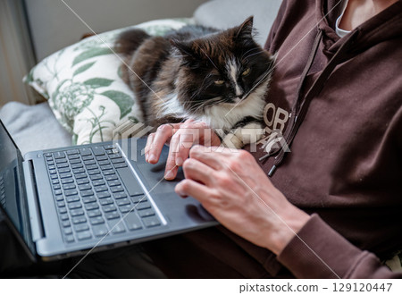 Man working on laptop with black and white cat lying on his knees at home Man working on laptop with black and white cat lying on his knees at home 129120447