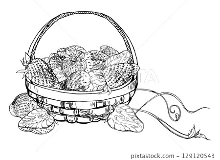 Strawberry in weaved basket with leaves tendrils, hand drawn in vector ink, ripe picked garden berry harvest heap, pineberry strasberry. Isolated illustration. Restaurant menu, farmers market grocery 129120543