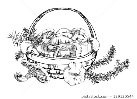 Basket full of picked mushrooms, autumn forest harvest of bolete russula webcap milk-cap fungi with horsetail plant stalks, vegan cooking edible raw ingredient. Illustration hand drawn in vector ink. 129120544