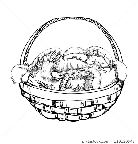 Basket full of picked mushrooms, autumn forest harvest of bolete russula webcap milk-cap fungi, vegan cooking edible raw ingredient. Illustration hand drawn in vector ink. Seasonal menu recipe cards 129120545