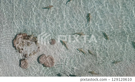 Aerial view capturing blacktip reef sharks gracefully swimming in shallow, crystal-clear waters near a vibrant coral reef in the stunning landscapes of French Polynesia Aerial view capturing blacktip reef sharks gracefully swimming in shallow, crystal-clear waters near a vibrant coral reef in the stunning landscapes of French Polynesia 129120610