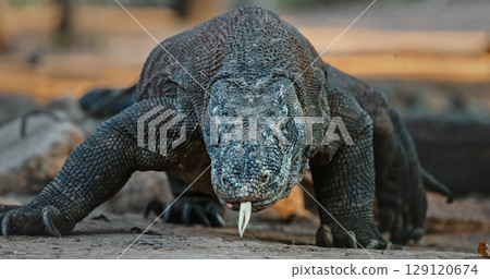 Komodo dragon, varanus Komodoensis, walking through its natural habitat, flicking its forked tongue to capture scents and skillfully navigate the lush surroundings of the jungle 129120674