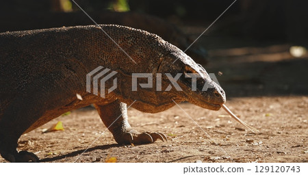 Komodo dragon flicking its forked tongue while walking through the lush jungle of Komodo national park, Indonesia, basking under the warm sunlight on a beautiful day 129120743