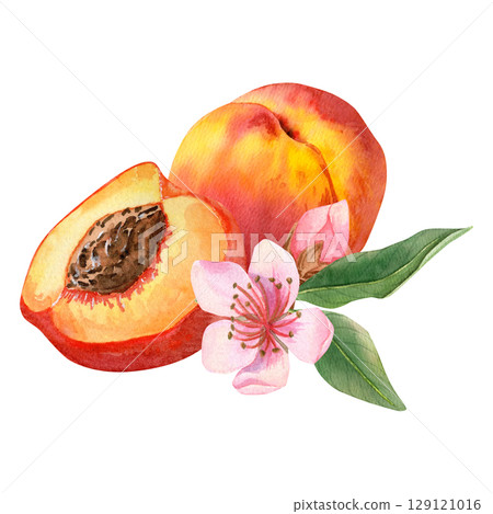 Watercolor hand drawn composition with a ripe peach, half peach with pit, branch with leaves and peach flowers. Watercolor hand drawn composition with a ripe peach, half peach with pit, branch with leaves and peach flowers. 129121016